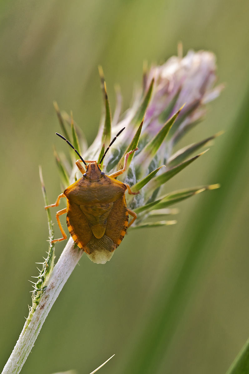 Pentatomidae: Carpocoris pudicus della Sicilia (SR)